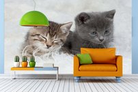 Tapeta ZR 0050 - Mačiatka