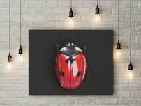 obraz na stenu lienka OD 2