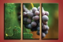 Strapec hrozna - OD 0027