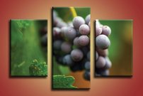 Strapec hrozna - OD 0027