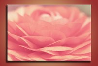 Ružový kvet - OD 0057