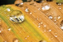 Tapeta Kvapka rosy - OD 0085