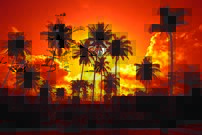 Tapeta Palmy - PK 0021