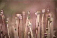 Tapeta Rastlinky - PK 0129