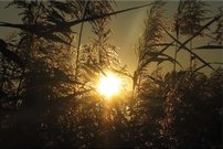 Tapeta Tráva - PK 0133