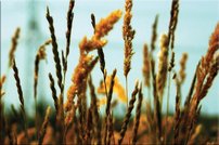 Tapeta Tráva - PK 0135