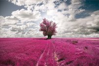 Tapeta Strom - PK 0148