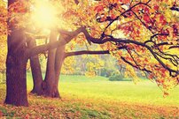 Tapeta Jeseň - PK 0167