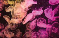 Tapeta Medúzy - PK 0177