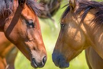 fototapeta kone interier 3