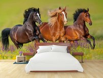 fototapeta beziace kone 4