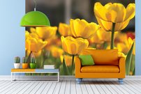Tapeta Žlté tulipány - KV 0001