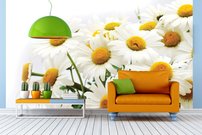 Tapeta Margarétky - KV 0073