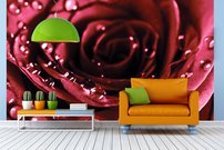 Tapeta Červená ruža-KV 0110 - červená ruža