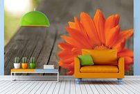Tapeta Oranžový kvietok - KV 0139