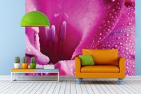 Tapeta Ružový kvet - KV 0056