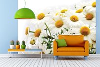 Tapeta Margarétky - KV 0073