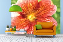 Tapeta Oranžový kvietok - KV 0097