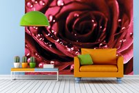 Tapeta Červená ruža-KV 0110 - červená ruža