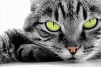 Tapeta Mačka - ZR 0002