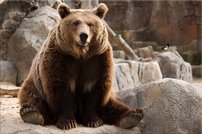 Tapeta ZR 0003 - Medveď