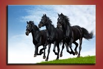 Čierne kone - ZR 0004