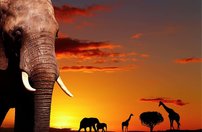 Tapeta ZR 0009 - Afrika