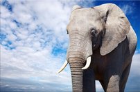 Tapeta ZR 0010 - Slon