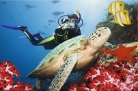 Tapeta ZR 0011 - Morská korytnačka