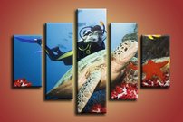 Morská korytnačka - ZR 0011