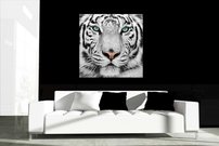 obraz na stenu biely tiger - 2