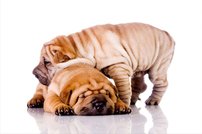 Tapeta ZR 0019 - Buldogy