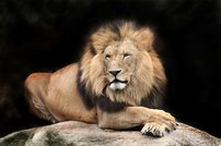 Tapeta ZR 0023 - Lev