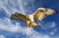 Tapeta ZR 0027 - Sokol