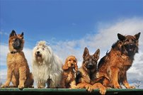 Tapeta ZR 0028 - Psy