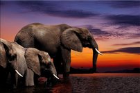 Tapeta ZR 0029 - Slony