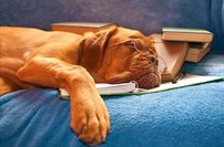 Tapeta ZR 0030 - Pes