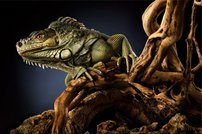 Tapeta ZR 0031 - Jašter