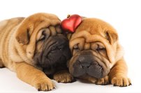 Tapeta ZR 0033 - Buldogy