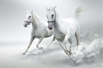 Tapeta ZR 0038 - Biele kone