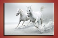 Biele kone - ZR 0038