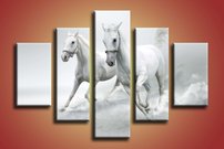 Biele kone - ZR 0038