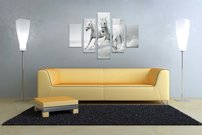 Biele kone - ZR 0038