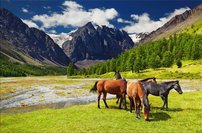 Tapeta ZR 0040 - Kone