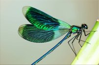 Tapeta ZR 0042 - Vážka