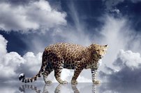 Tapeta ZR 0045 - Leopard