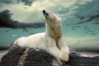 Tapeta ZR 0048 - Biely medveď