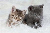 Tapeta ZR 0050 - Mačiatka