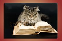 Mačka s knihou - ZR 0051