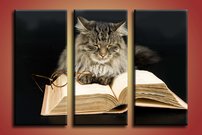 Mačka s knihou - ZR 0051